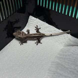 아잔틱 핀스트라이프