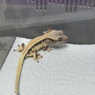 릴리 세이블 100%헷아잔틱