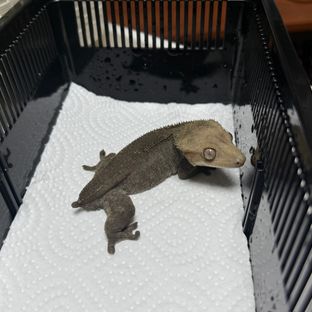 아잔틱 팬텀