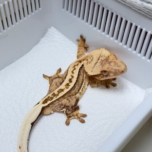 100% Het Axanthic Super Stripe Quad
