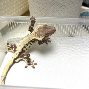 세이블