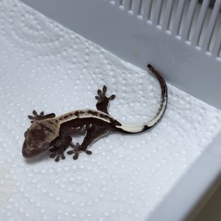 아잔틱