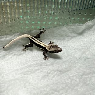 릴잔틱