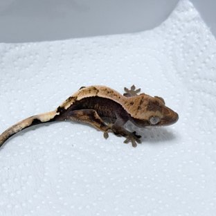 Sable 100% Het Axanthic