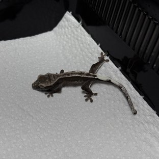 아잔틱 슈퍼스트라이프