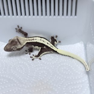 릴잔틱
