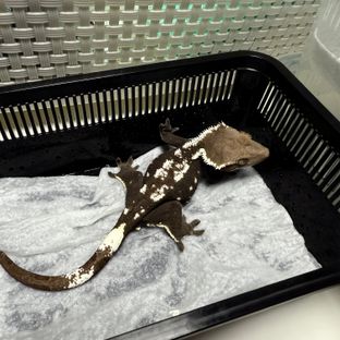 크라운