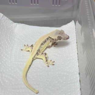 릴리 세이블 100%헷아잔틱