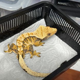 바브 트라이 익스트림할리퀸 텐저린