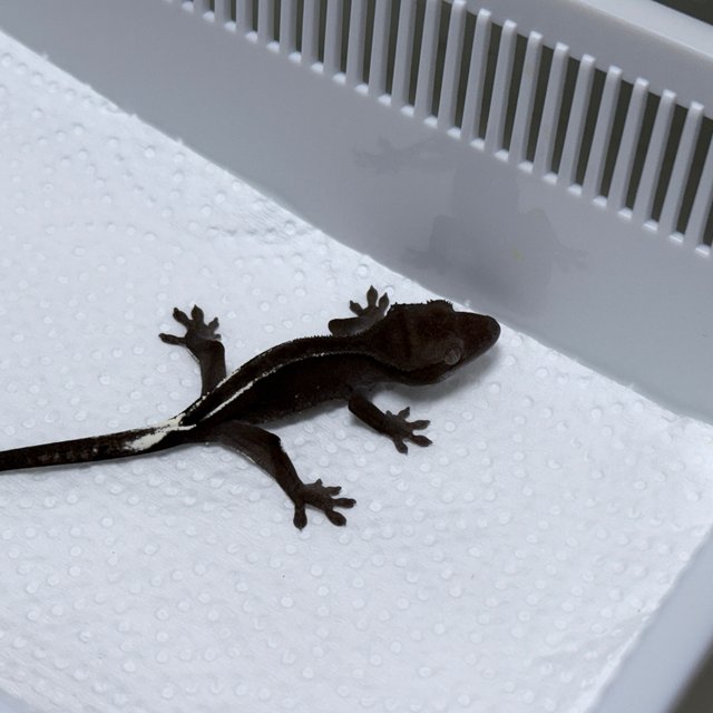 Axanthic