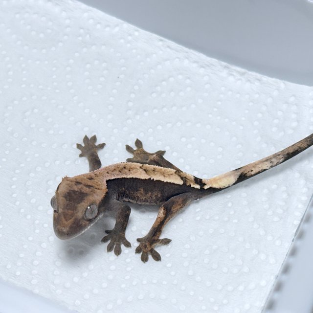 100% Het Axanthic Sable