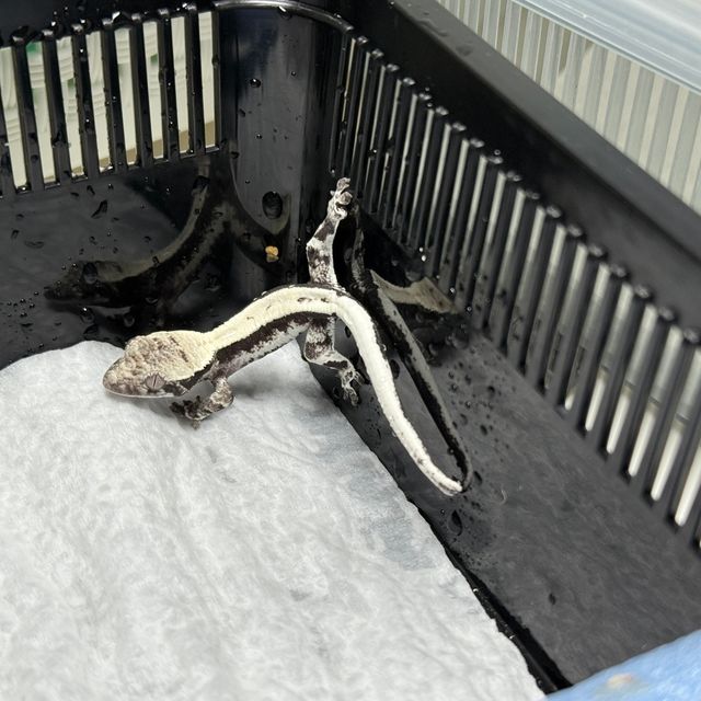 세이블 릴잔틱 릴리 세이블 아잔틱