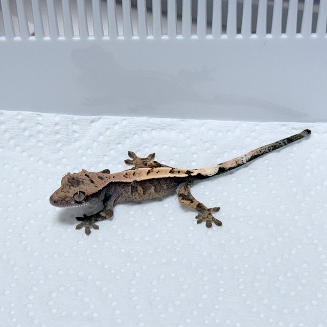 100% Het Axanthic Sable
