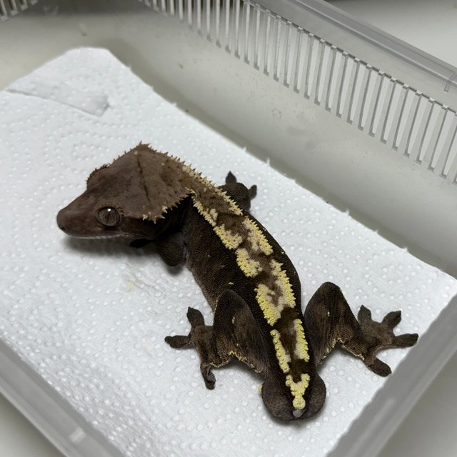 100% Het Axanthic Sable