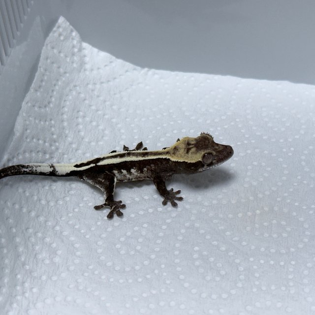 Axanthic Sable