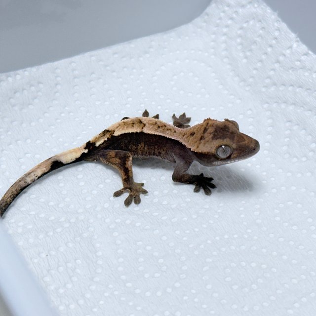 100% Het Axanthic Sable
