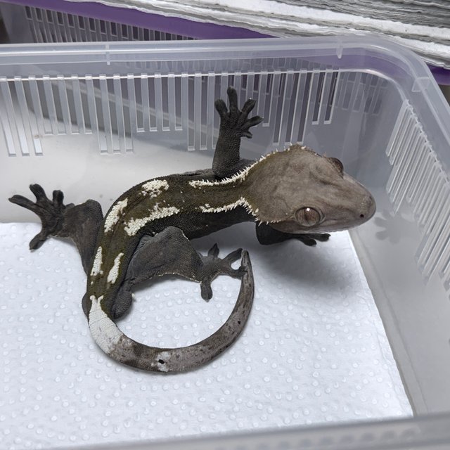 100% Het Axanthic Sable