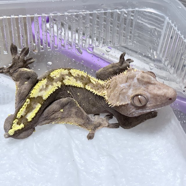 100% Het Axanthic Sable