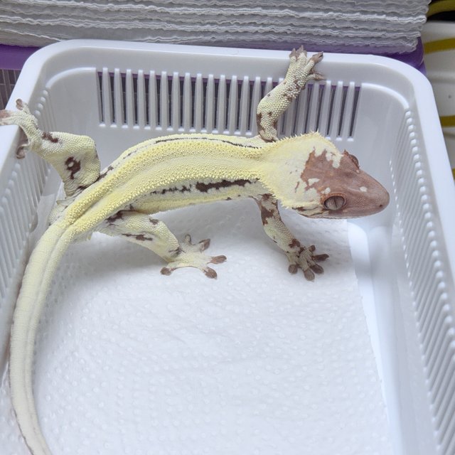 LW Sable 100% Het Axanthic