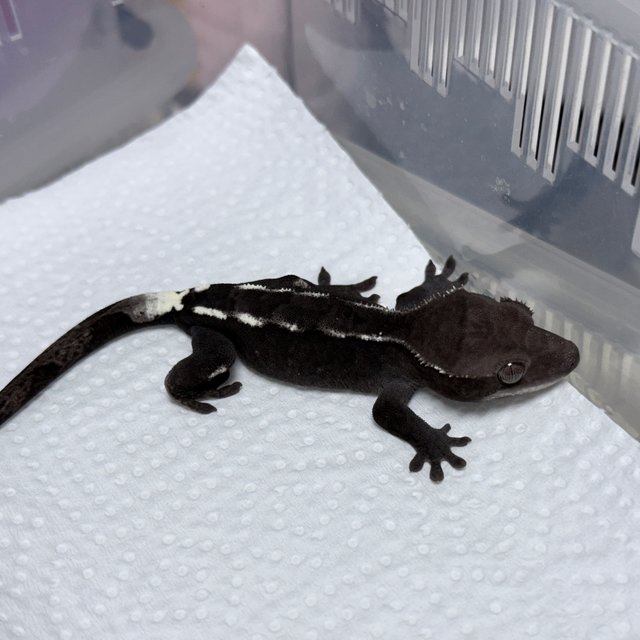 Axanthic Sable