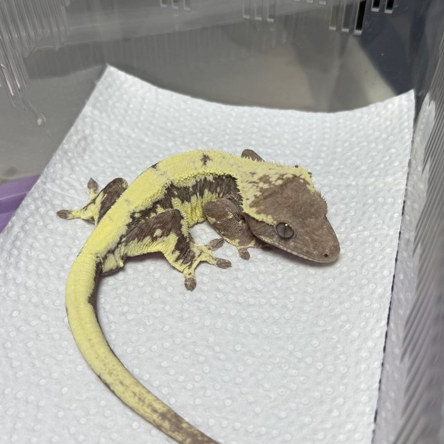 릴리 세이블 100%헷아잔틱