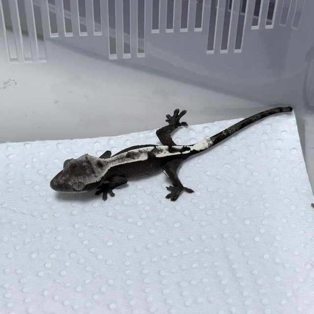 Axanthic Sable