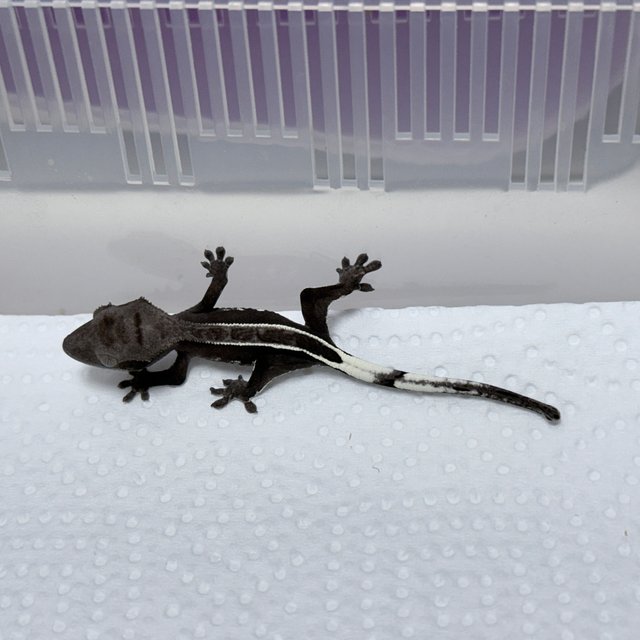 White Porthole Axanthic Full Pinstripe