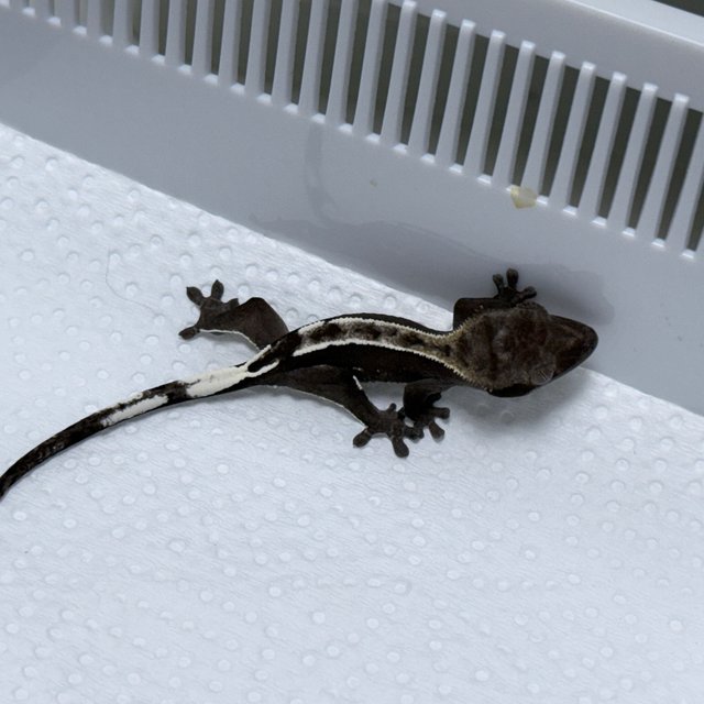 Axanthic
