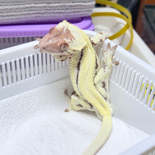 LW Sable 100% Het Axanthic