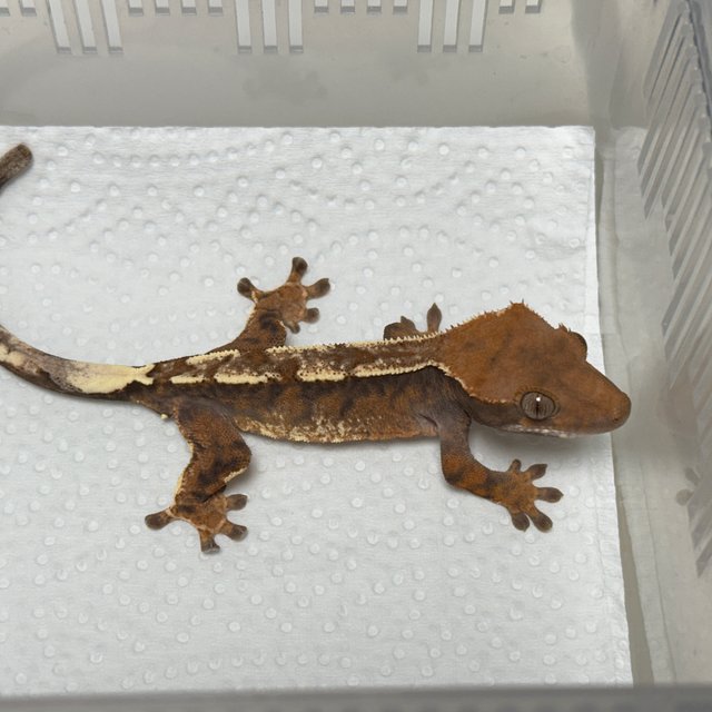 Cappuccino 100% Het Axanthic