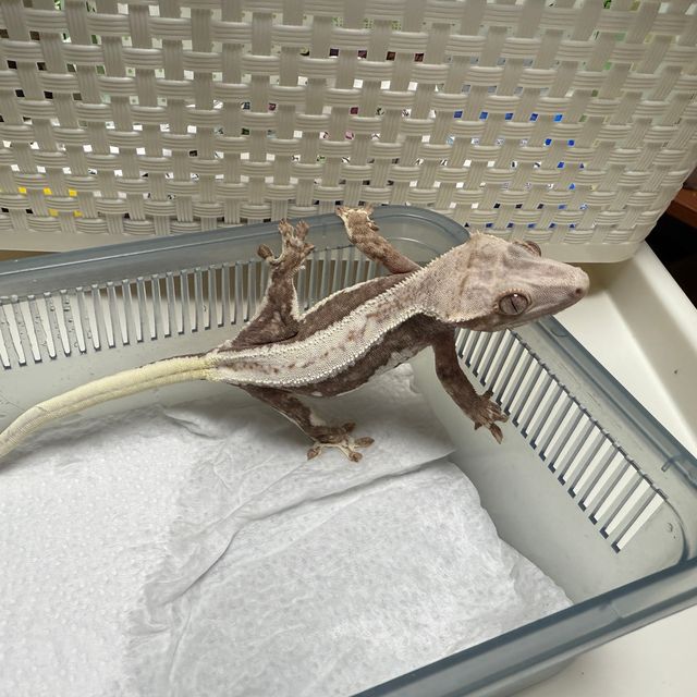 릴리100%헷아잔틱