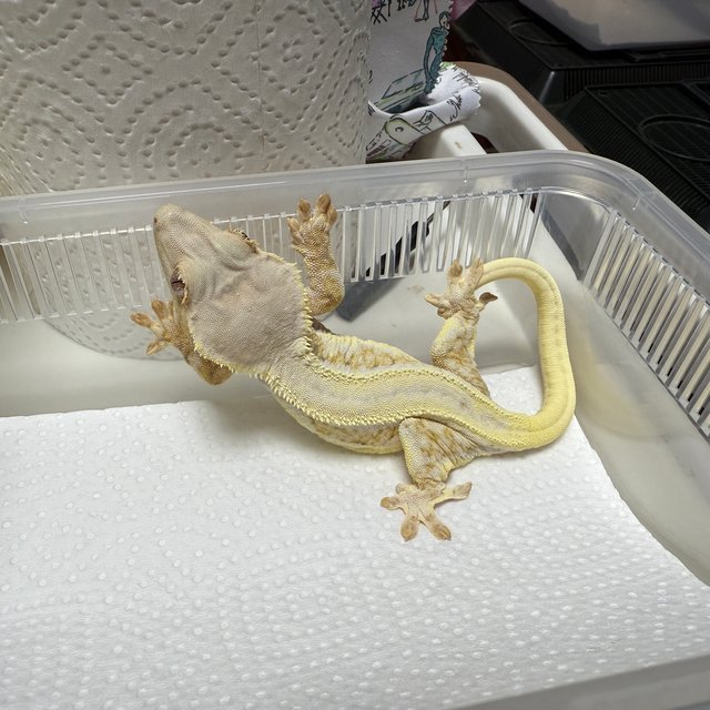 릴리화이트 레이지