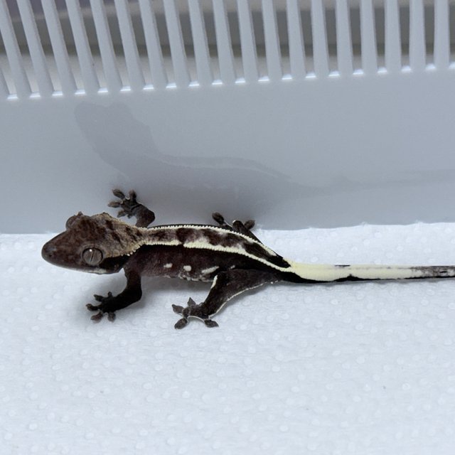 Axanthic
