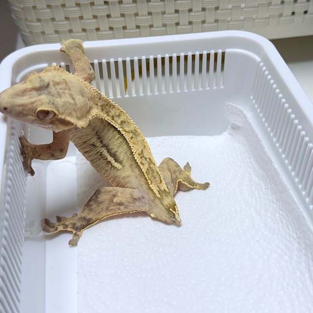 Quad 100% Het Axanthic