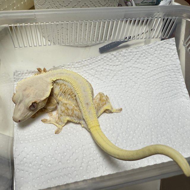 릴리화이트 레이지