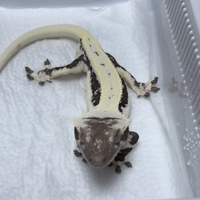 Lilly Axanthic
