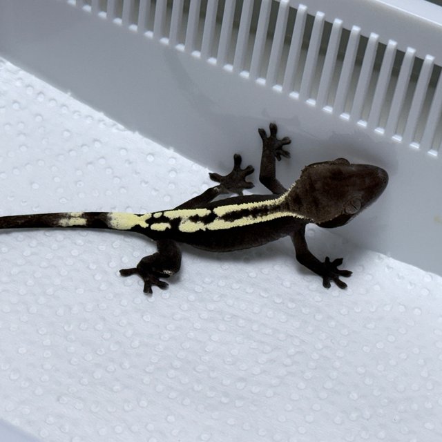 Sable Axanthic