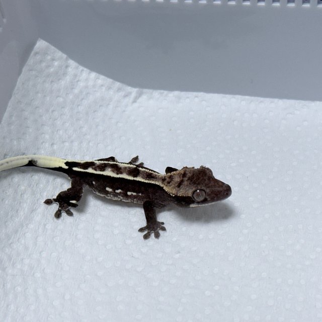 Axanthic