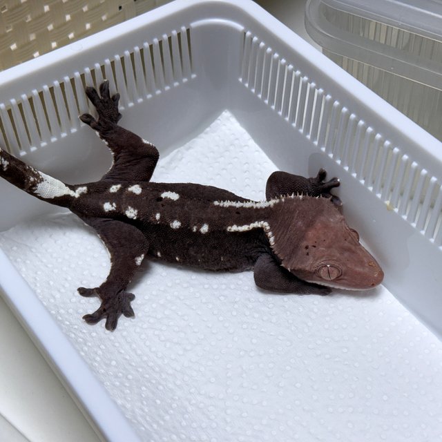 Axanthic