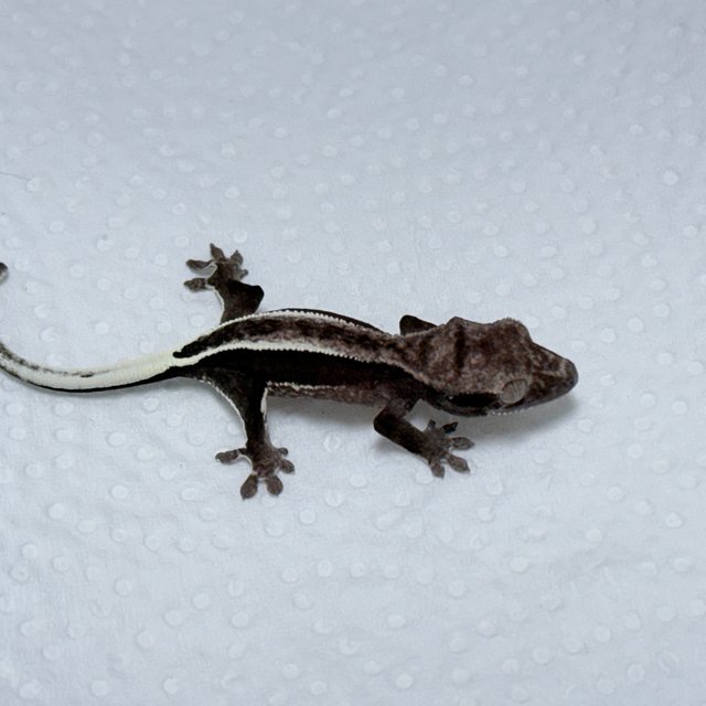 Axanthic