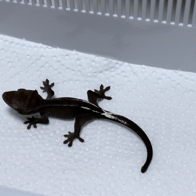 Axanthic