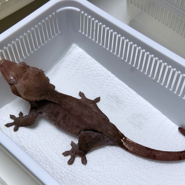 Axanthic