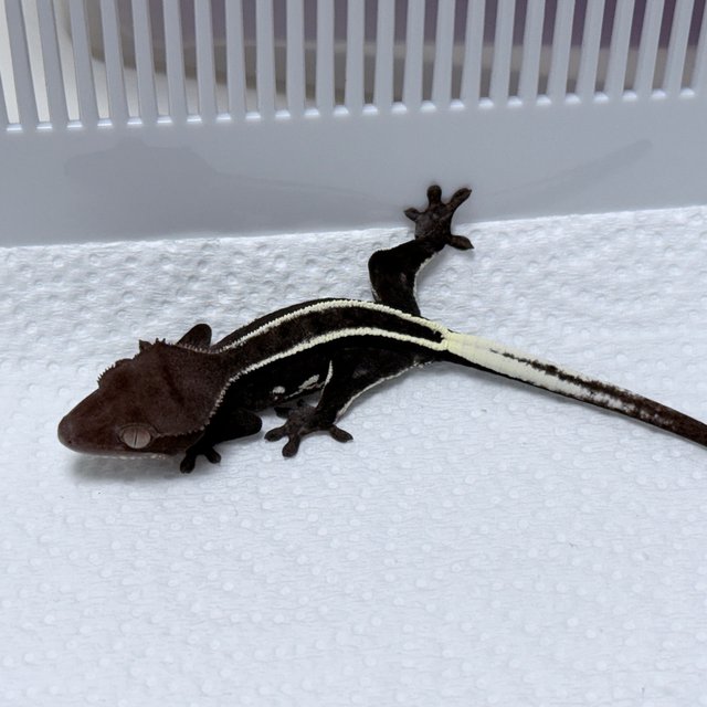 Axanthic Full Pinstripe