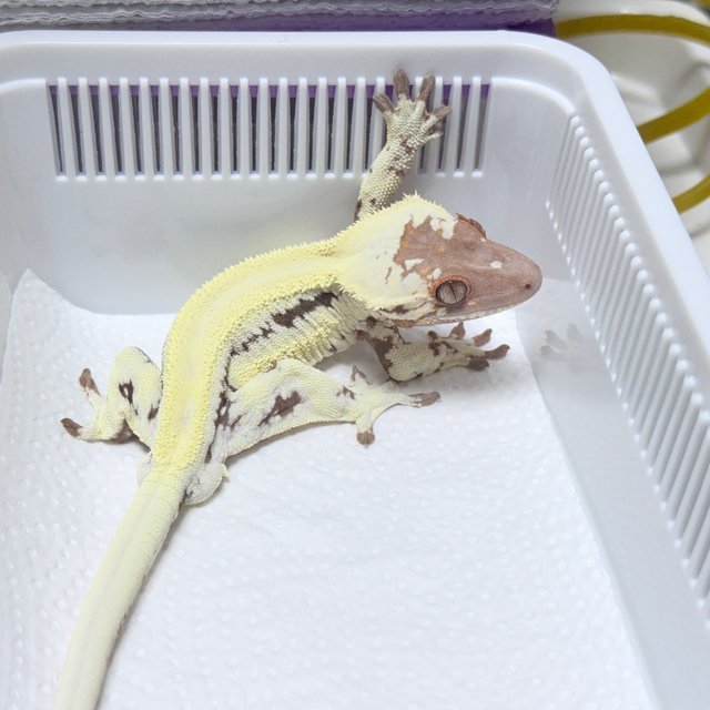LW Sable 100% Het Axanthic