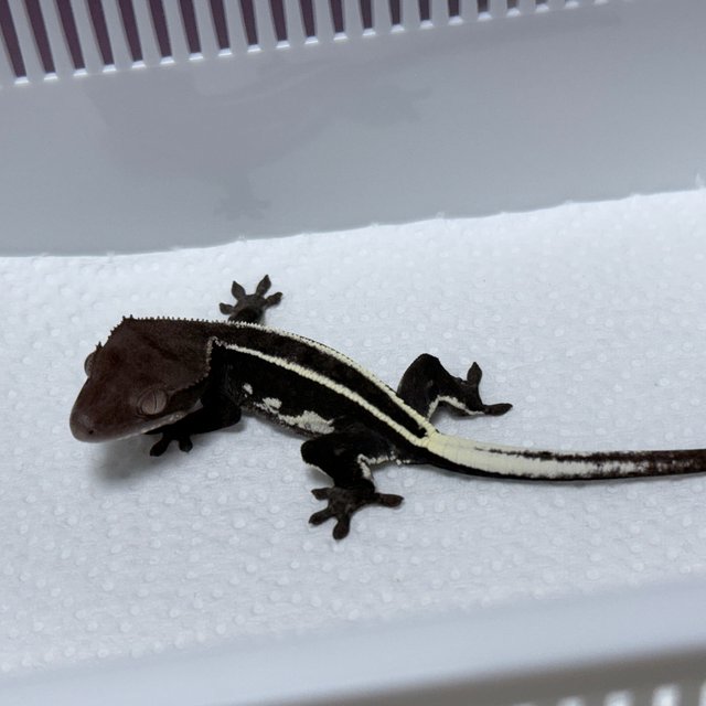 Axanthic Full Pinstripe