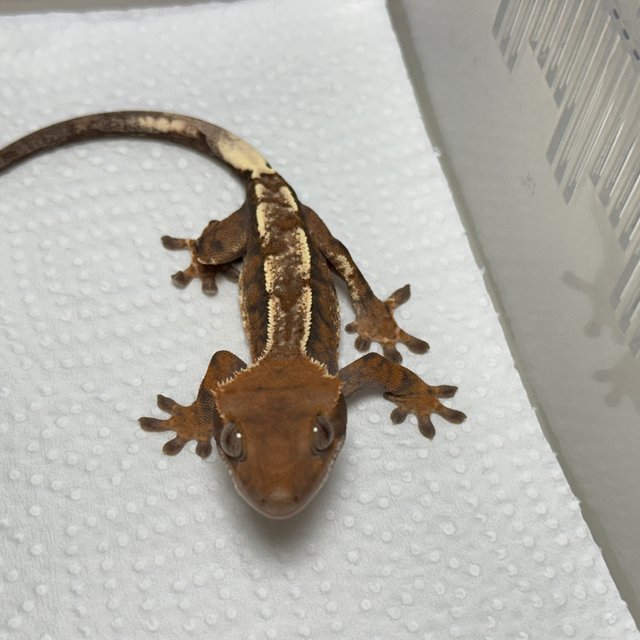 Cappuccino 100% Het Axanthic