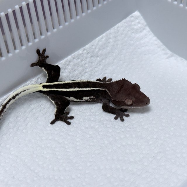 Axanthic Full Pinstripe