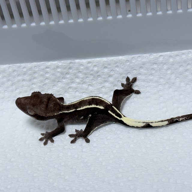 Axanthic