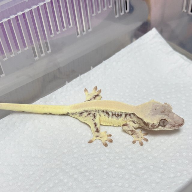 릴리 세이블 100%헷아잔틱