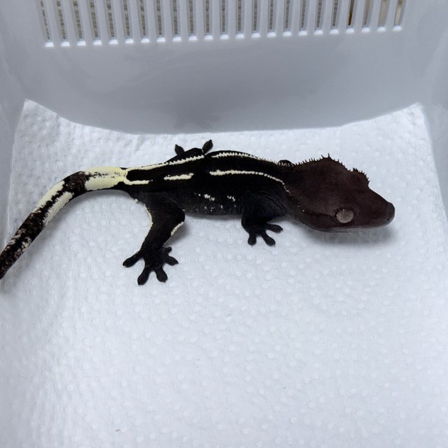 Axanthic